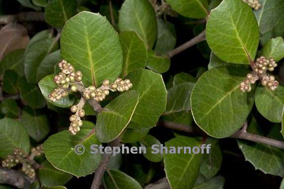 rhus integrifolia 2 graphic